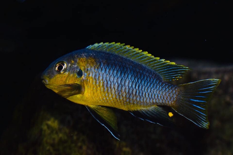 Tropheops sp. 'lilac' Nakantenga Reef